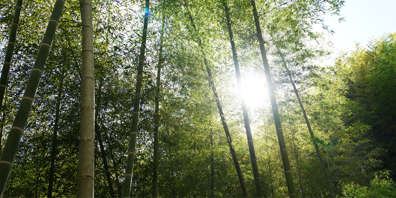 FSC 認証竹林